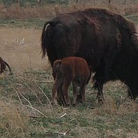 Mom and her new calf