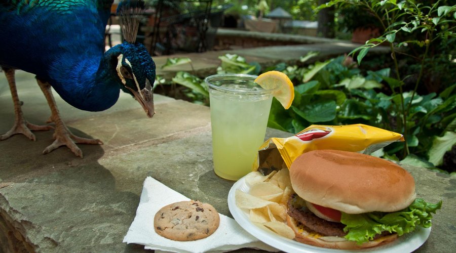 Chipmunk Cafe
