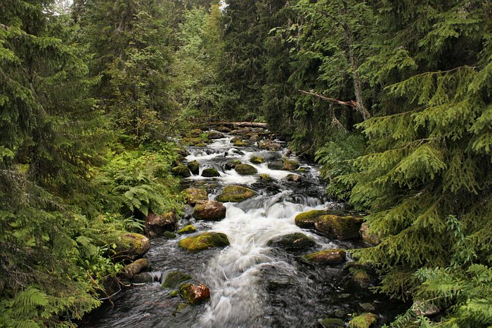Forest stream