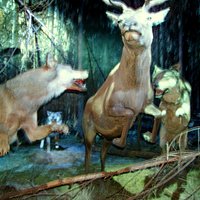 Białowieża