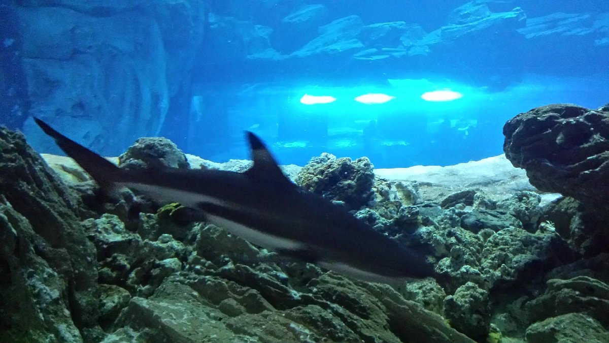 Aquarium de Paris - CineAqua - 2023 Lohnt es (Mit fotos)