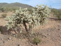 Cabeza Prieta National Wildlife Refuge (Ajo) - All You Need to Know BEFORE  You Go