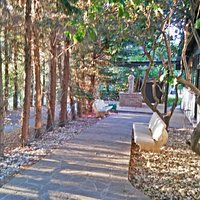 VIALE ALBERATO