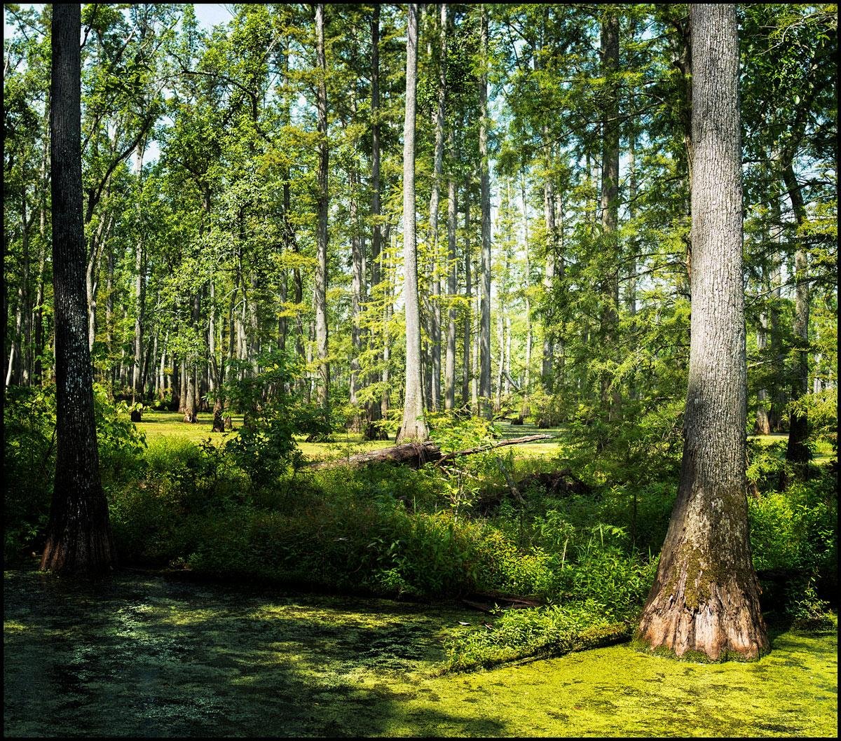 Cache River State Natural Area - All You Need to Know BEFORE You 