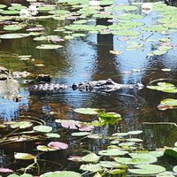 Gator at the Park.