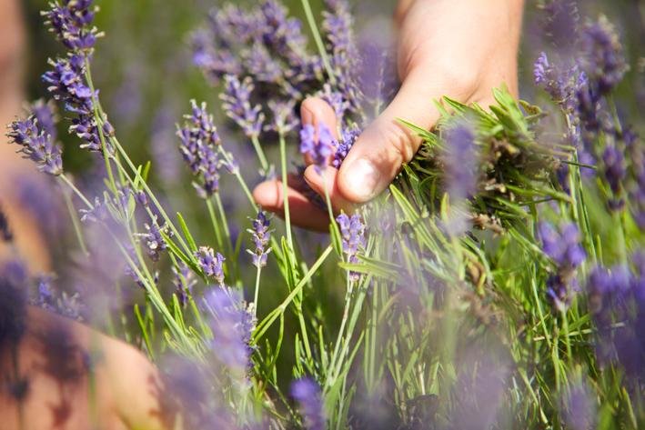 WOLDS WAY LAVENDER (2024) All You Need to Know BEFORE You Go (with Photos)