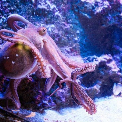 トルコの動物園 水族館 ベスト10 トリップアドバイザー