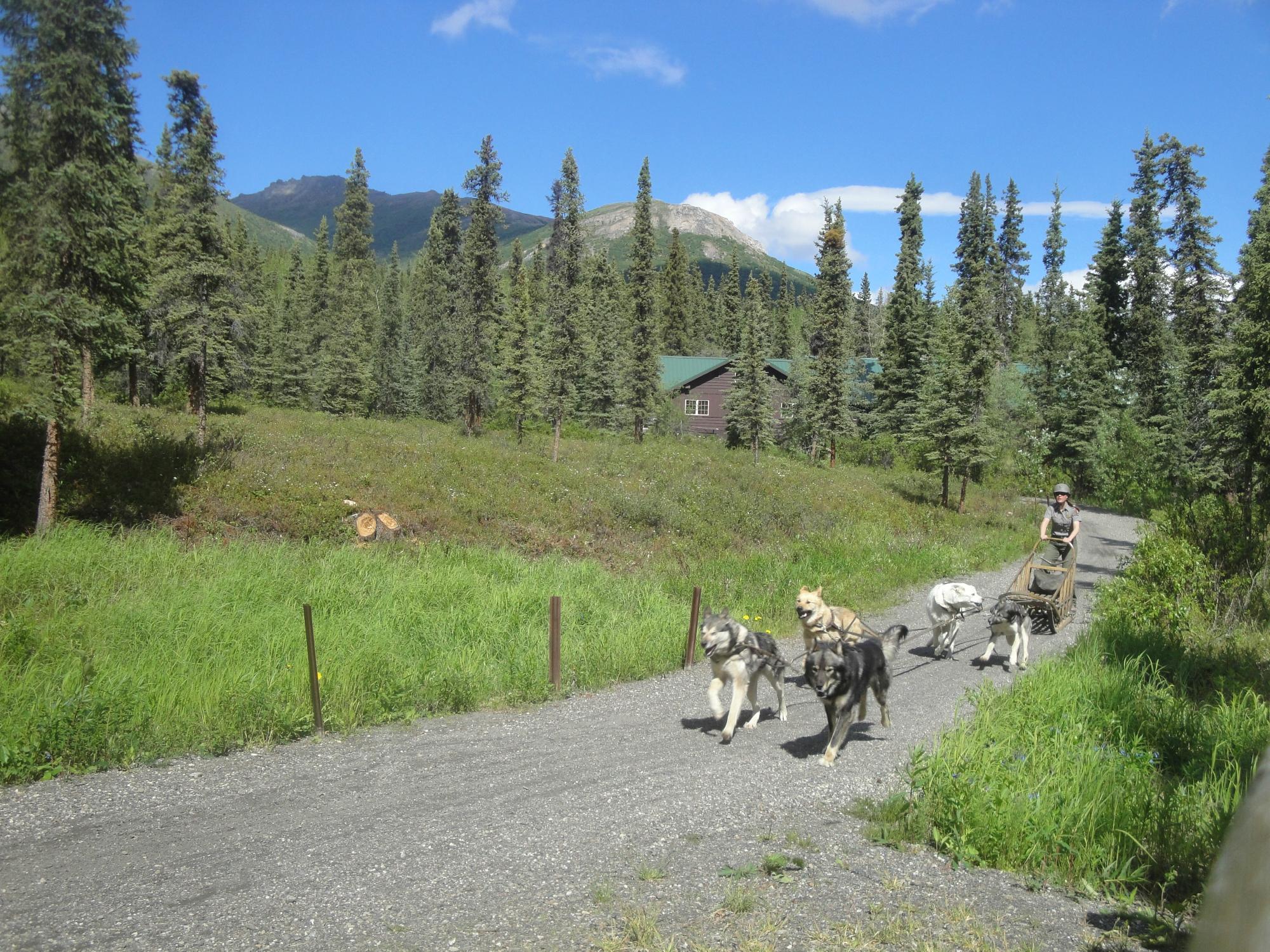 High yard 2024 sled dogs