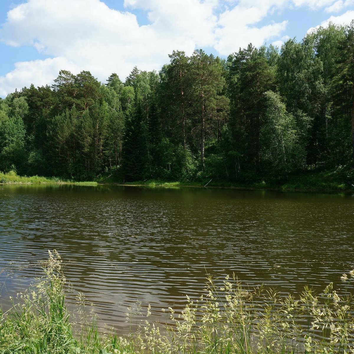 Siberian новосибирск. Центральный Сибирский Ботанический сад Новосибирск. Ботанический сад Новосибирск Академгородок. Озеро в Ботаническом саду Новосибирск. Урожайник Новосибирск.