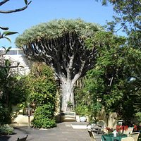 400 YEAR OLD DRAGON TREE-SITIO LITRE