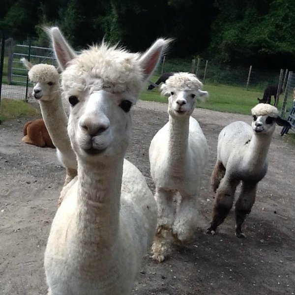 Bay Springs Farm Alpacas (Cape May): All You Need to Know