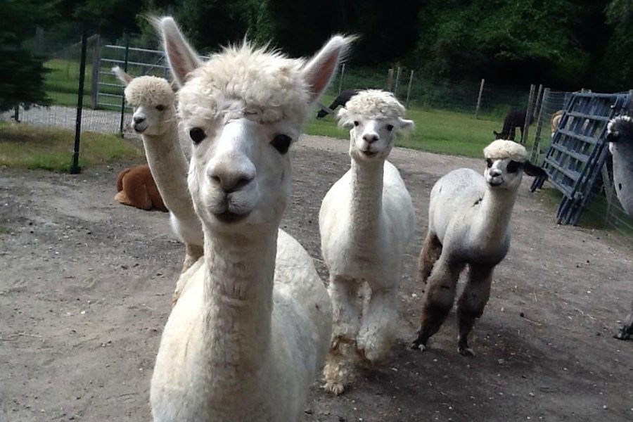 Jersey Shore Alpacas image