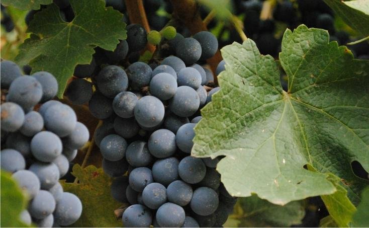 Viñedos de Malbec
