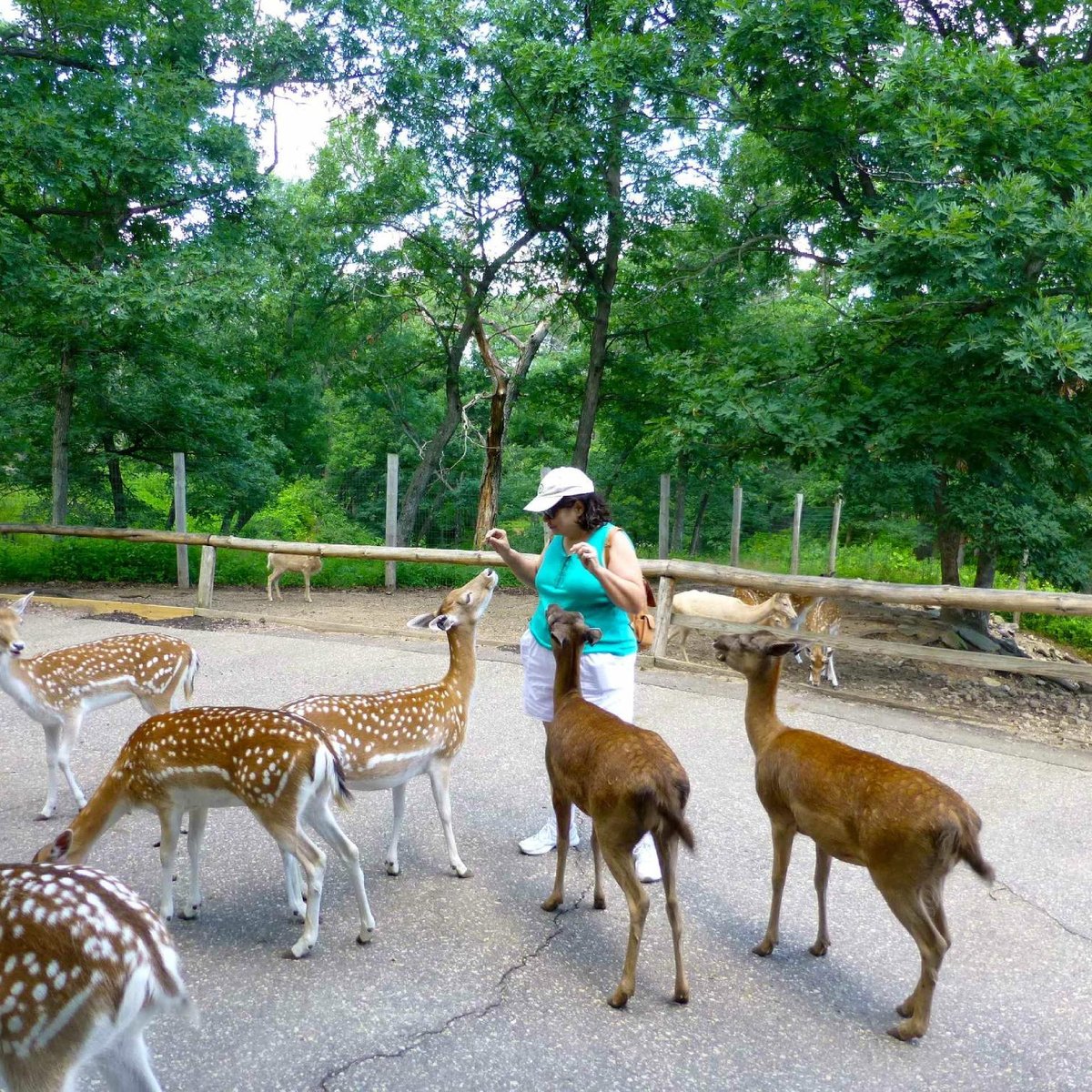 Wisconsin Deer Park (Wisconsin Dells) All You Need to Know BEFORE You Go