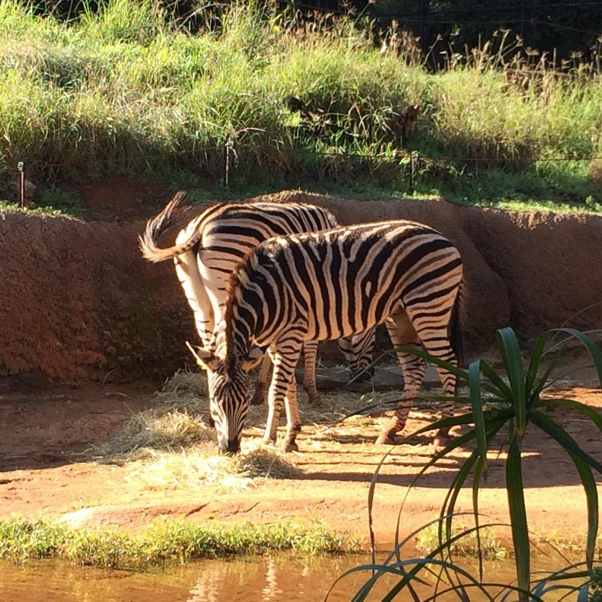 Perth Zoo - All You MUST Know Before You Go (2025)