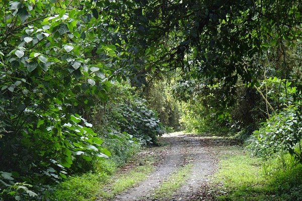 Jungle fog - Foto de São José, San Jose Metro - Tripadvisor