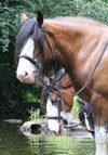 BlackstoneFarm