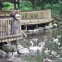 Ducks