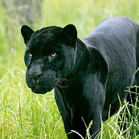 Black jaguar male