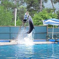 Dolphin show