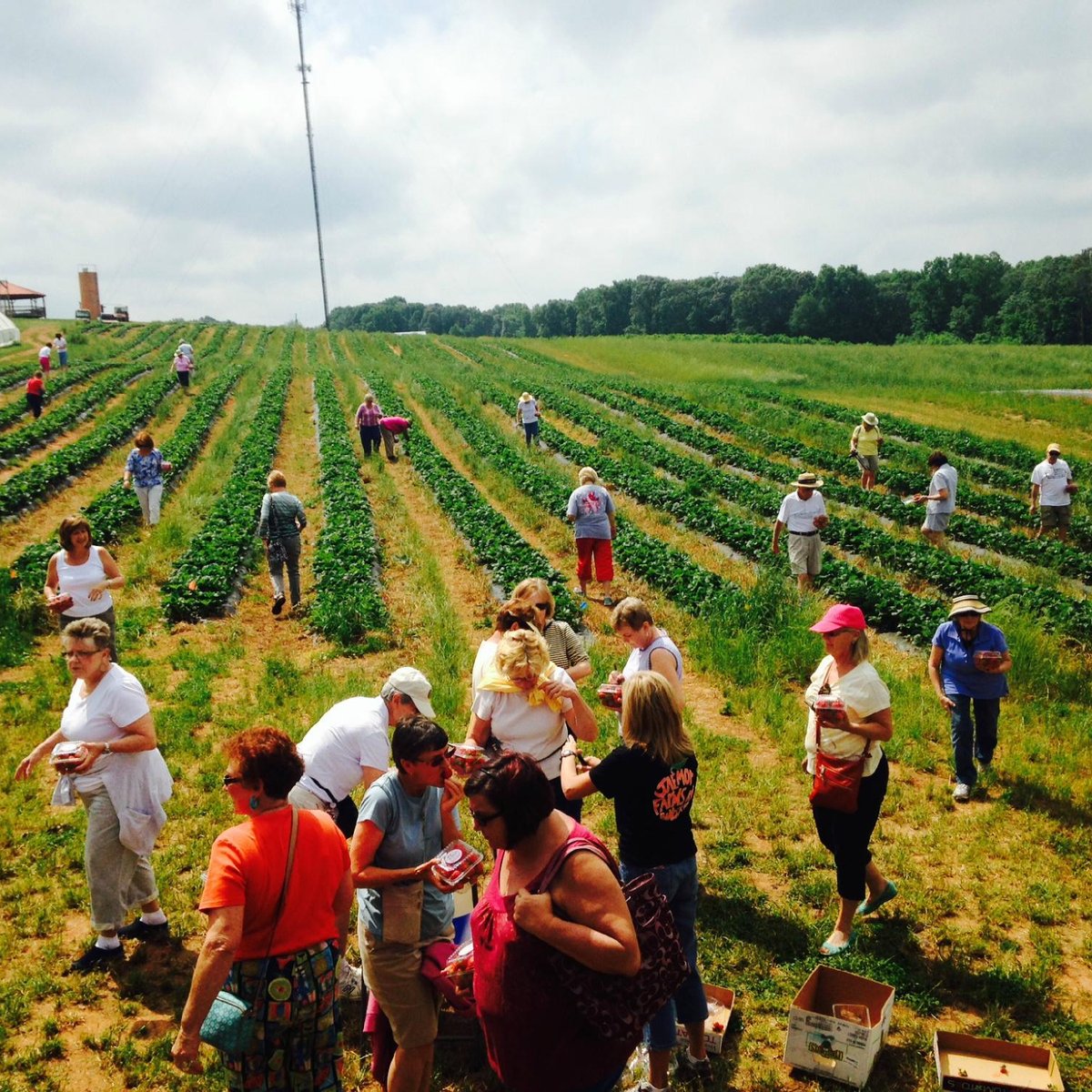 Experience Autumn’s Delight: Jaemor Farms Pumpkin Patch, Your Harvest Destination