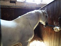 Living Horse Museum - Grandes Ecuries du Château de Chantilly - Chantilly  Senlis Tourisme