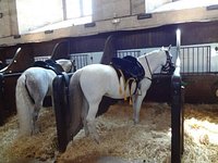 Living Horse Museum - Grandes Ecuries du Château de Chantilly - Chantilly  Senlis Tourisme