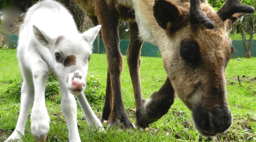 Mother and calf born this year