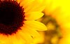 eva_sunflower