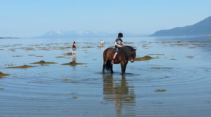 Horseriding in the sea