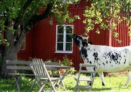 People and animals live in perfect harmony