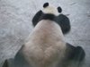 はれぶた