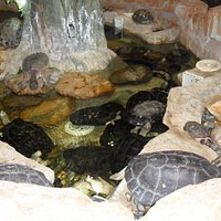 Main turtle/tortoise enclosure