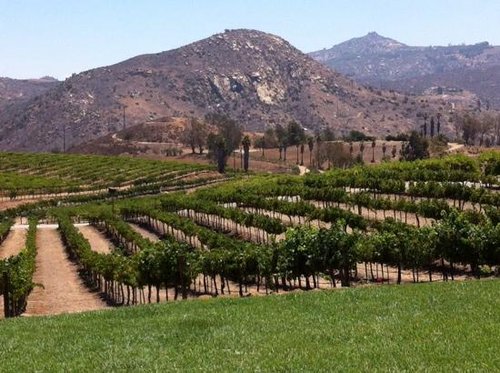 A one-line drawing romantic couple enjoying a glass of red wine in a scenic  vineyard landscape