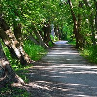 Through the trail