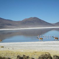 Flamingos and vicunas
