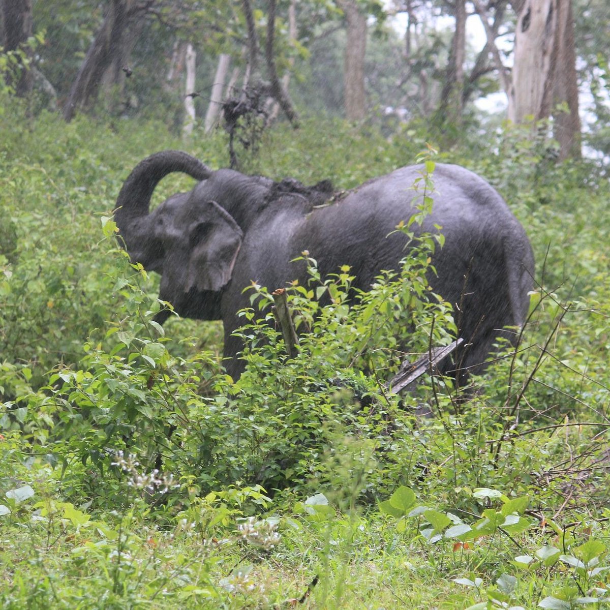 Mudumalai National Park (Ooty (Udhagamandalam)) - All You Need to Know  BEFORE You Go