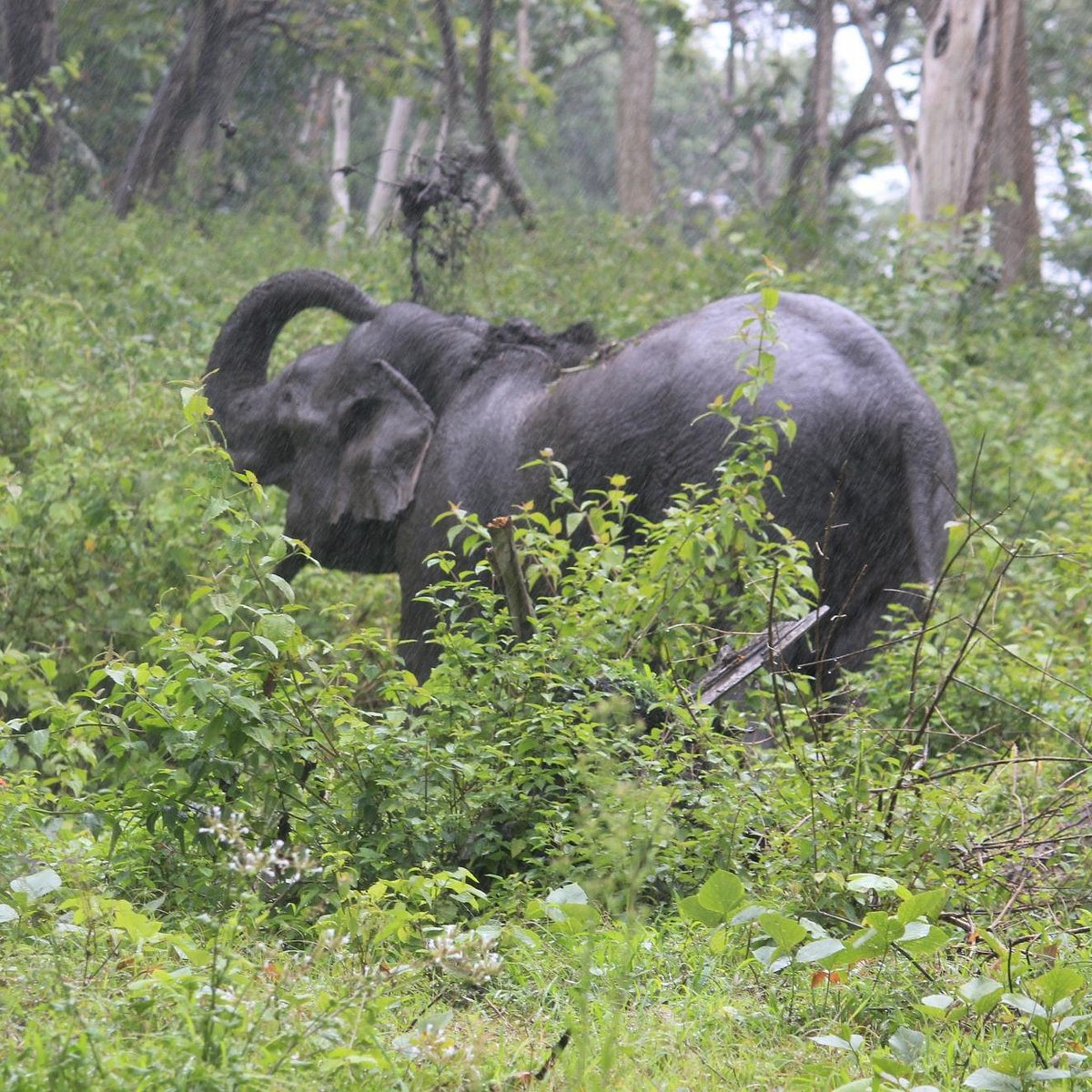 Mudumalai National Park (Ooty (Udhagamandalam)) - All You Need to Know BEFORE You Go Mudumalai National Park (Ooty (Udhagamandalam)) - All You Need to Know BEFORE You Go