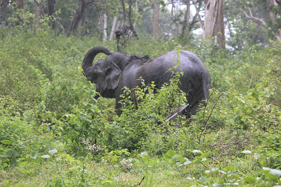 mudumalai elephant safari timings