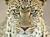 Leopard83