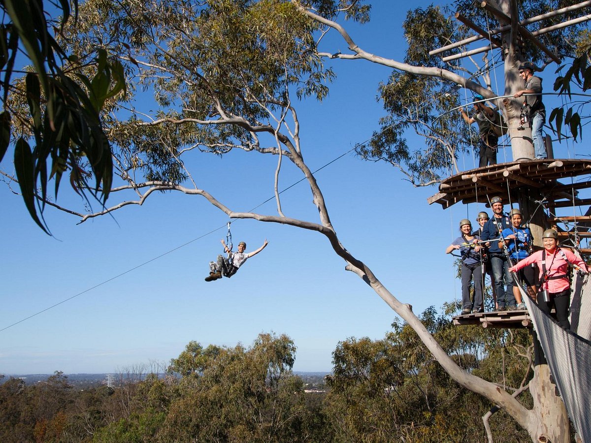 treetop safari