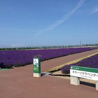 ラベンダー畑