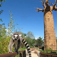 Madagascar: Lemure Catta