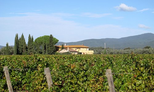 Batzella winery estate