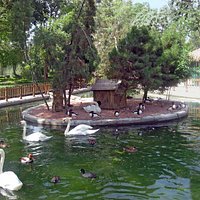 beautiful birds