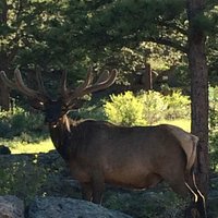 Elk sighting on a trail ride.