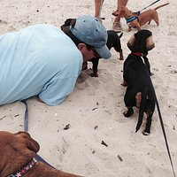 Weiner dogs