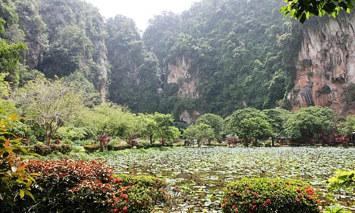 THe huge lily ponds have a backdrop of the limestone hills