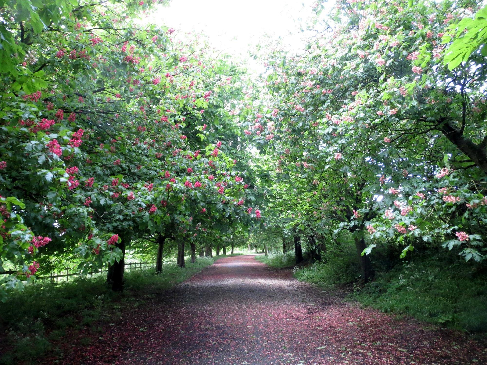 History of Darenth Country Park