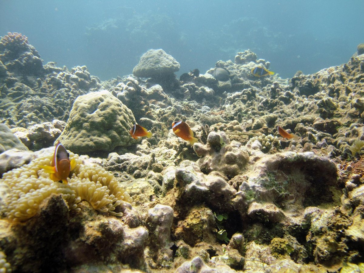 Ocean Stuff! - Picture of Reef Safari Fiji - Scuba Diving Day Trips, Viti  Levu - Tripadvisor